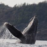ホエールウォッチング