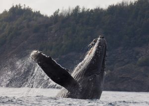 ホエールウォッチング