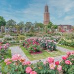 ハウステンボス　5月バラ　ｲﾒｰｼﾞ