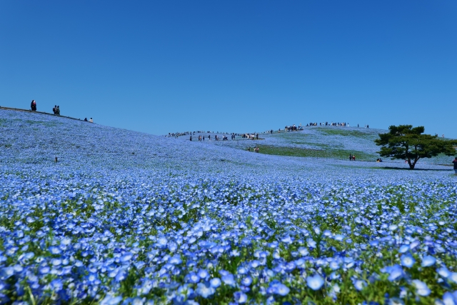 国営ひたち海浜公園｢ネモフィラ｣
