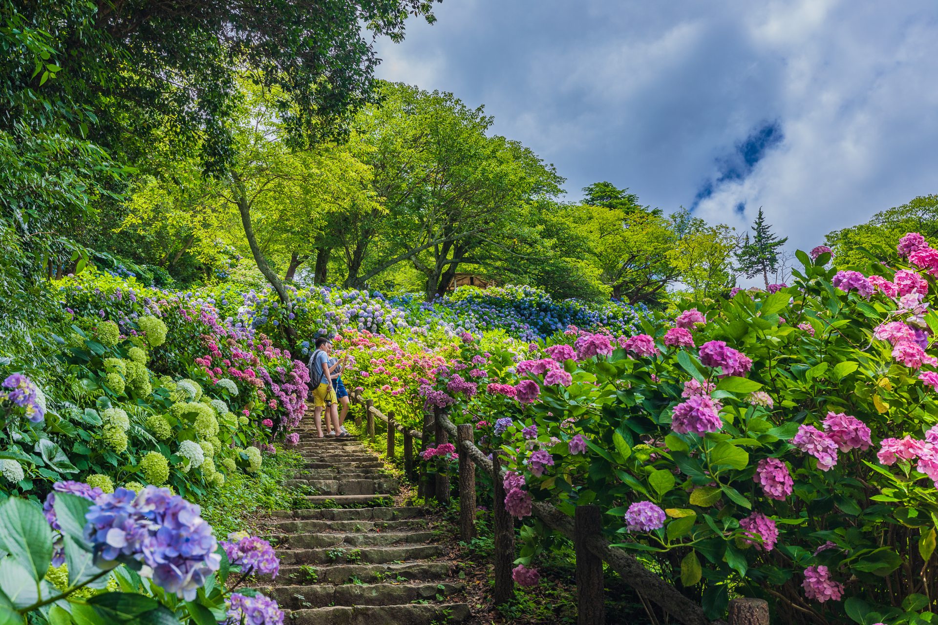 伊豆今井浜東急ホテルのランチと下田あじさい祭