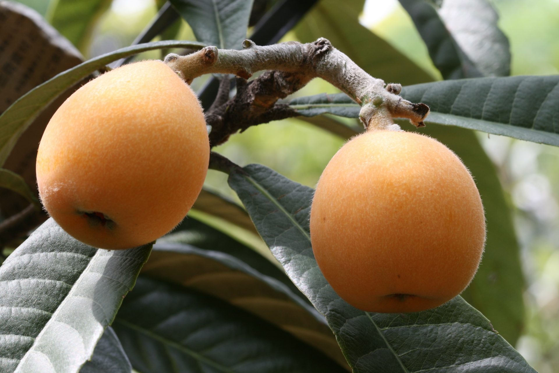 南房総浜焼き・びわ食べ放題!