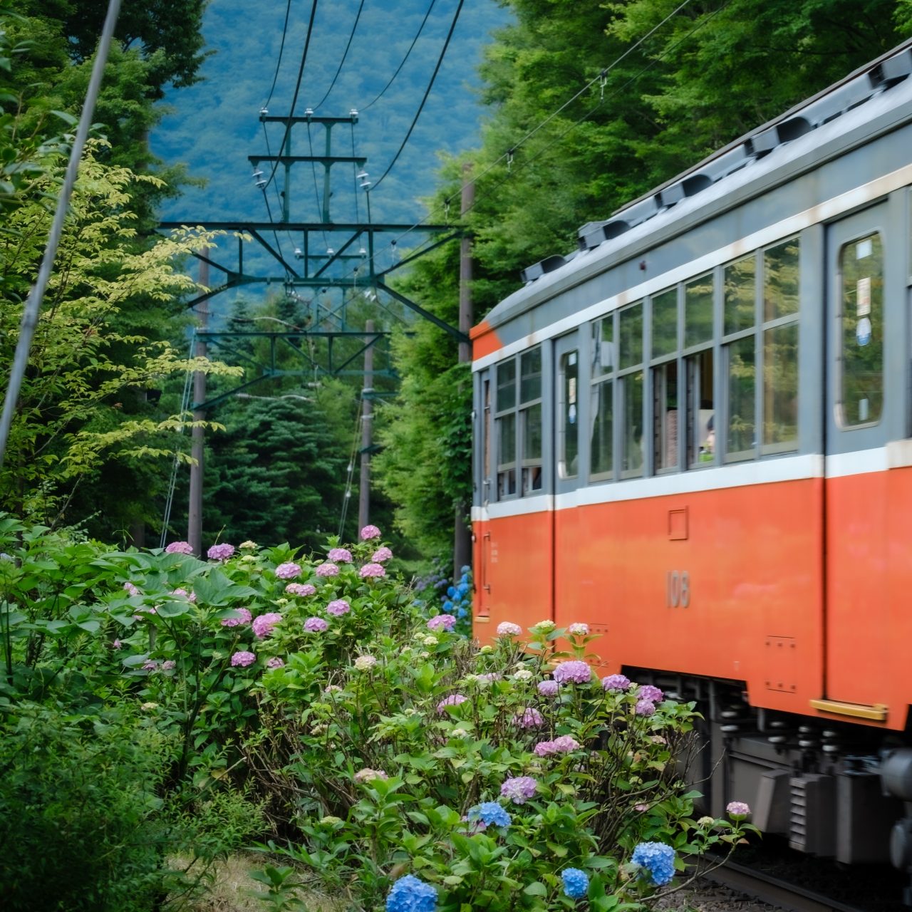 箱根あじさい電車とコースフレンチを楽しむ