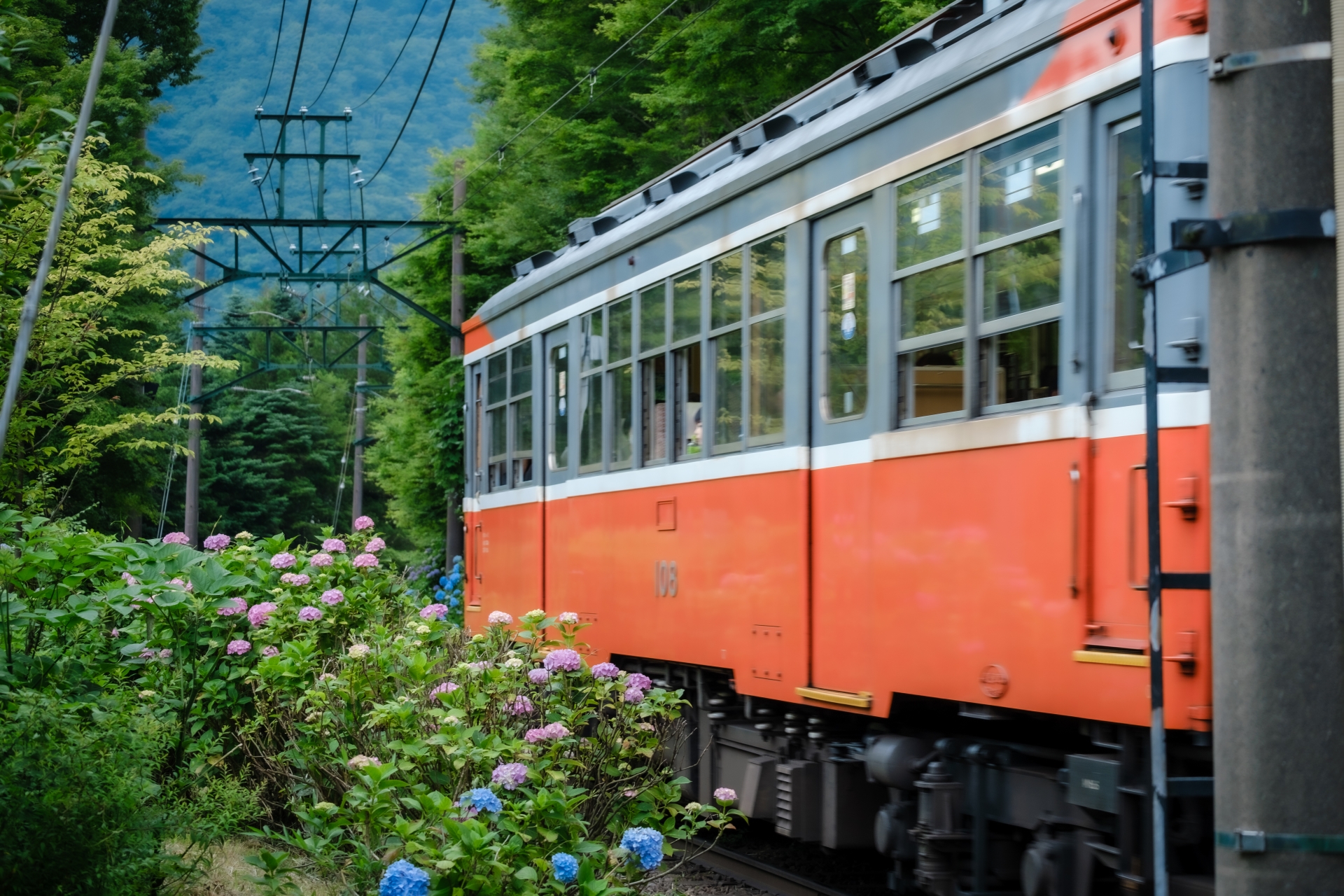 箱根あじさい電車とコースフレンチを楽しむ