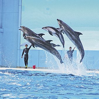 「横浜・八景島シーパラダイス」を遊びつくそう!